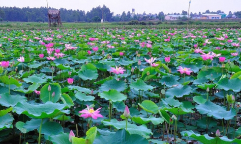 Đồng Tháp tổ chức lễ hội Sen, Yên Bái có festival dù lượn