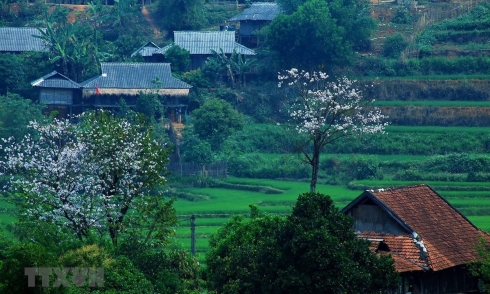 Đất trời Điện Biên ngập tràn trong sắc hoa ban tháng 3