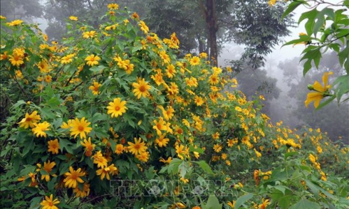 Chiêm ngưỡng rừng hoa dã quỳ Ba Vì đua sắc